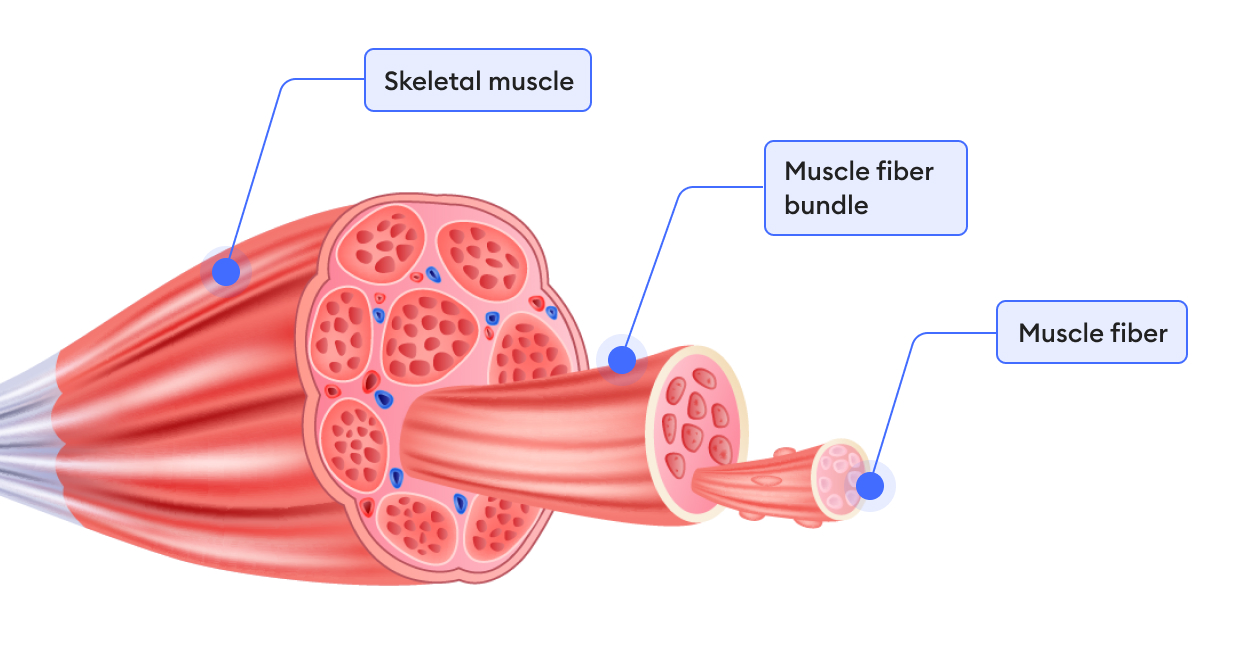 muscle hypertrophy