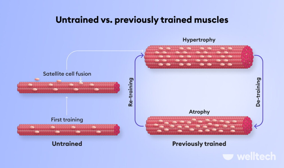 muscle hypertrophy vs atrophy, untrained vs previously trained muscle for muscle building