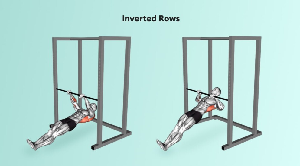 inverted rows back and bicep workout