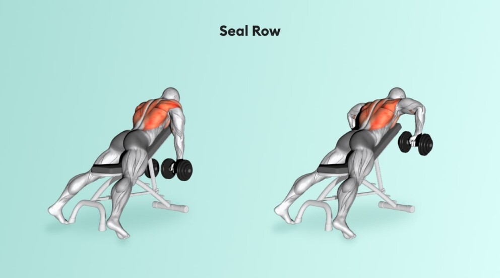 seal row back and bicep workout