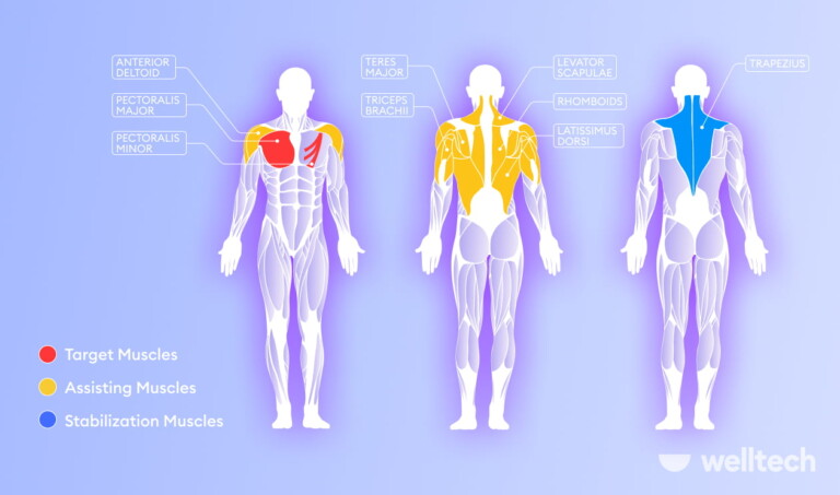 What Muscles Do Dips Work Most? Chest Dips, Tricep Dips & Variations ...