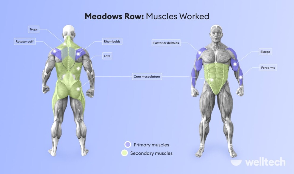 a male model with muscles worked during meadows row highlighted_meadows row muscles worked