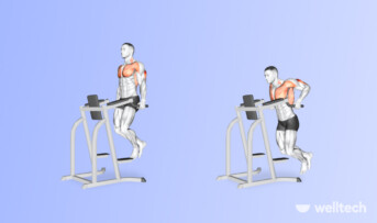 What Muscles Do Dips Work Most? Chest Dips, Tricep Dips & Variations ...