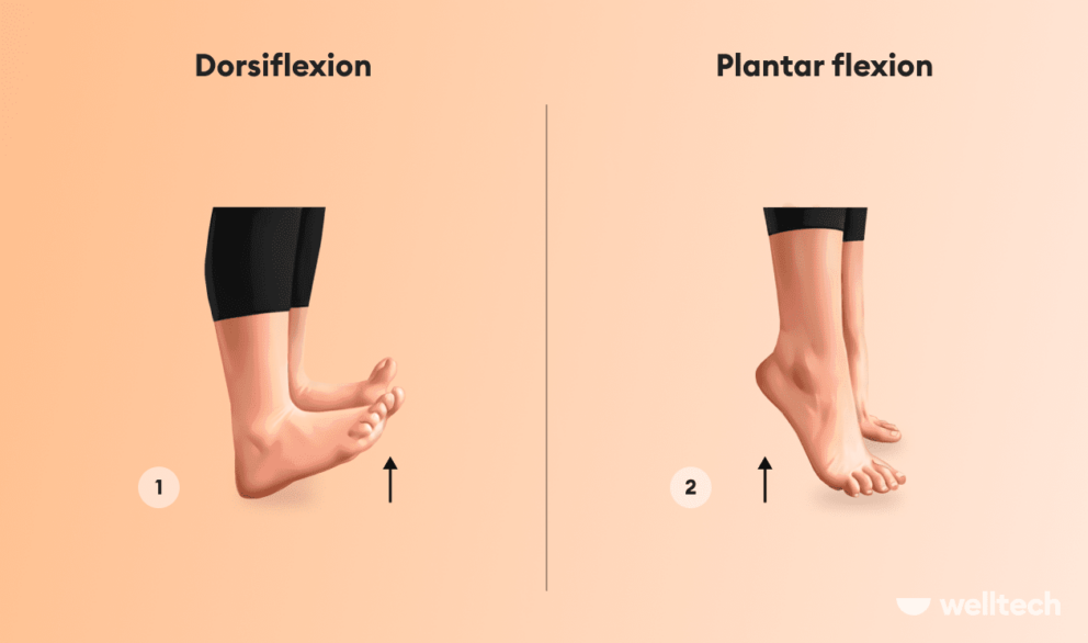 Dorsiflexion and Plantar flexion examples shown on feet_ankle mobility exercises