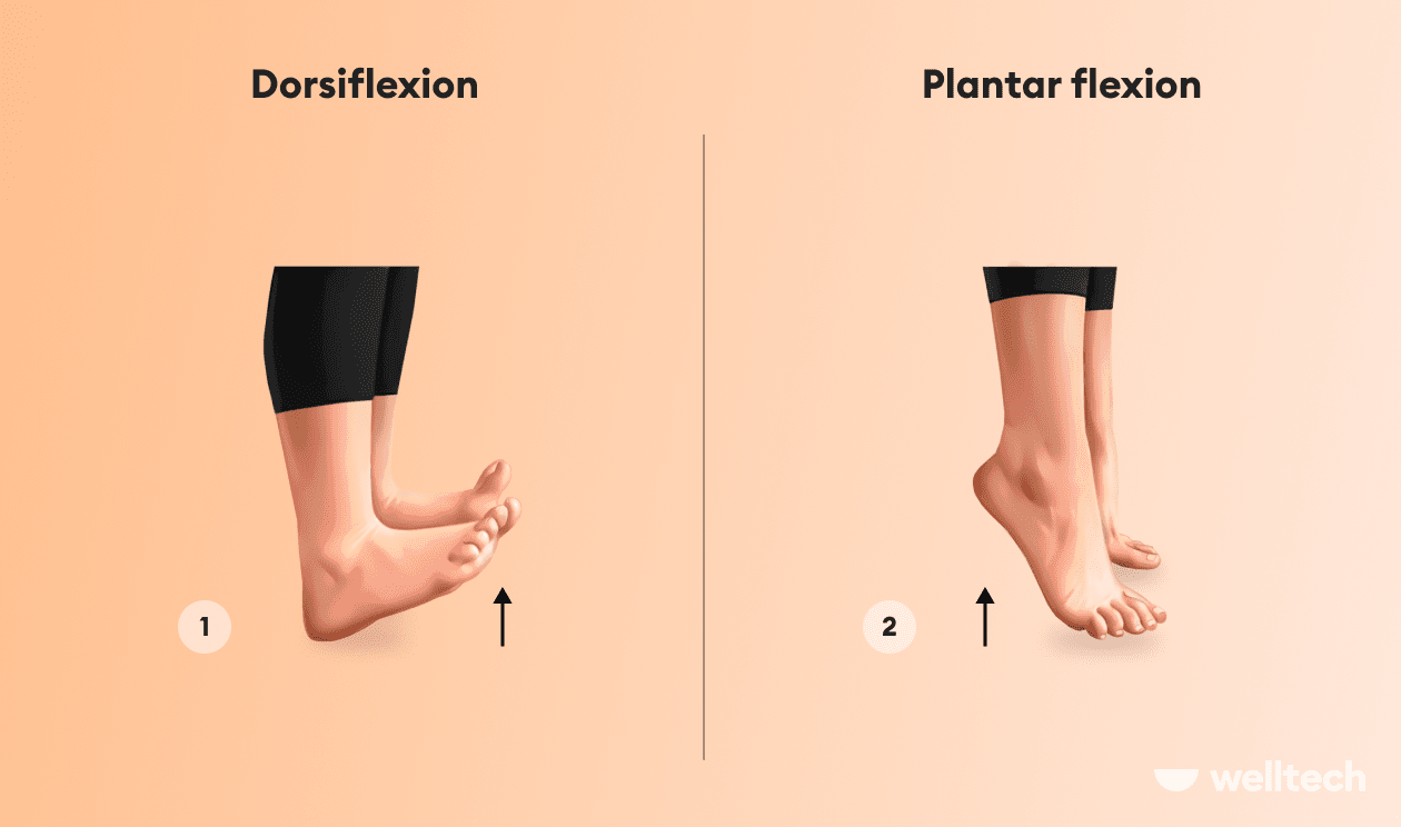 Prime Therapy and Pain Center - Poor Ankle Mobility affects Dorsiflexion.  Limitations in ankle mobility can cause quite a few functional and athletic  limitations, but can be remedied with ankle mobility exercises.