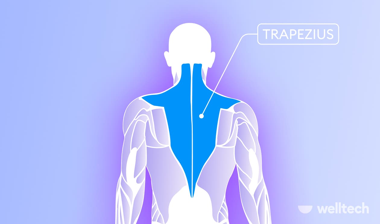 a male model with trapezius muscles highlighted_yoga for lats and traps
