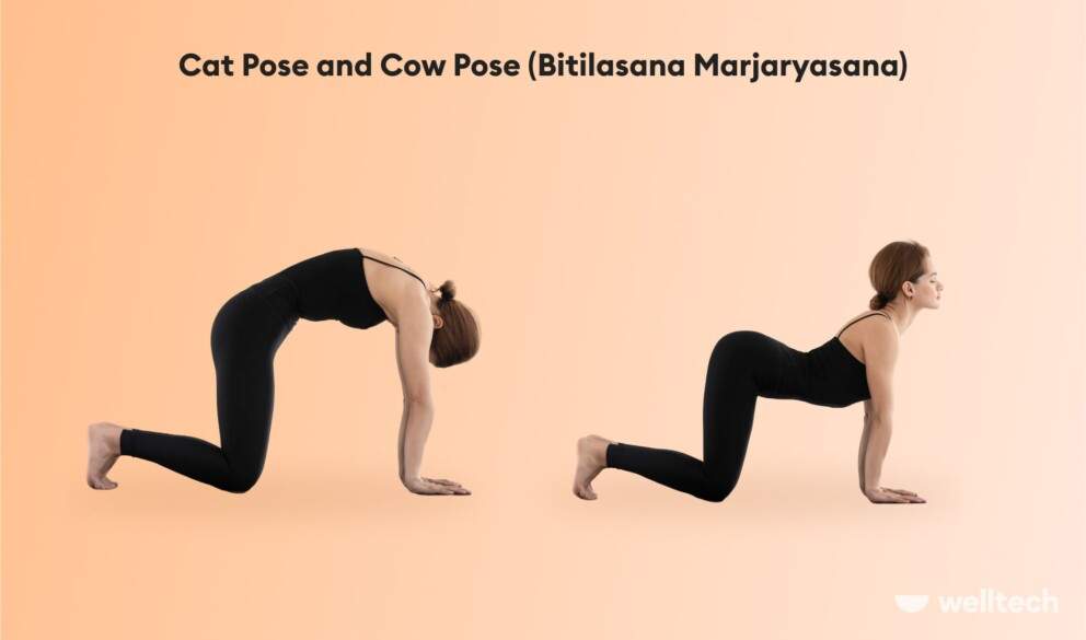 a woman is practicing yoga, alternating Cat Pose and Cow Pose (Bitilasana Marjaryasana)_yoga kneeling pose