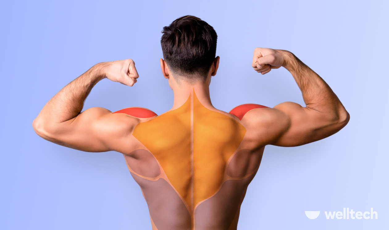a man standing with his back with back and shoulder muscles highlighted_back and shoulder workout