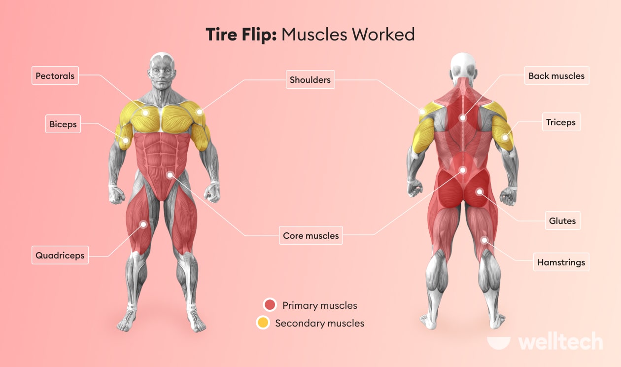 Muscles Worked By The Tire Flip Machine