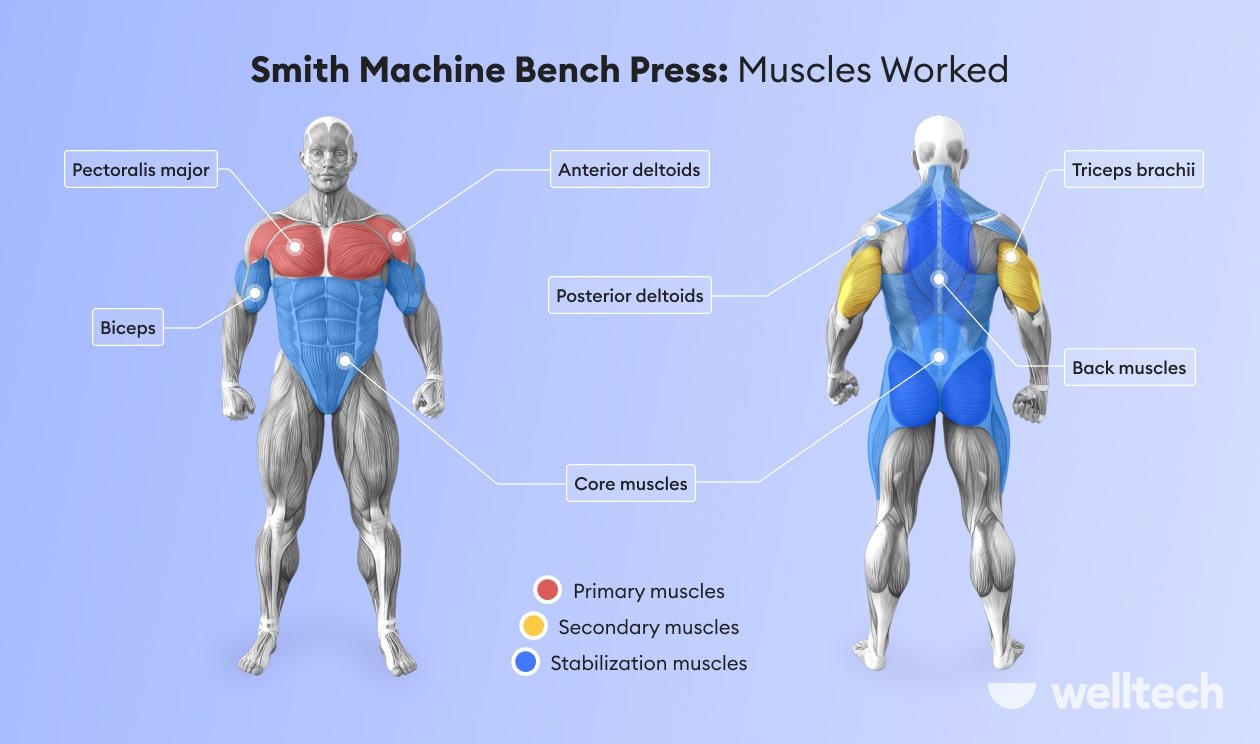 a male model with muscles worked during smith machine bench press worked