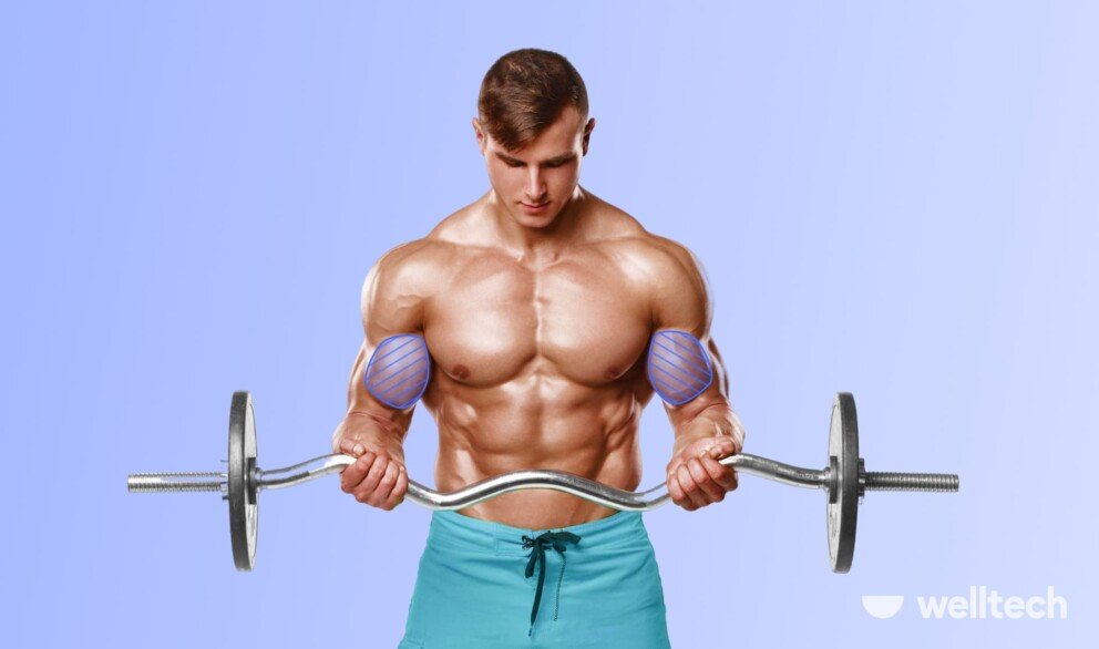 a man is working out with a barbell, doing bicep curls, with short head bicep muscle highlighted, short head bicep exercises