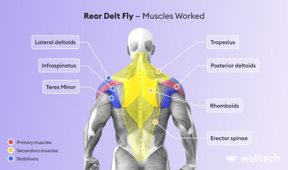 rear-delt-fly-technique-muscles-worked-variations-to-try-welltech