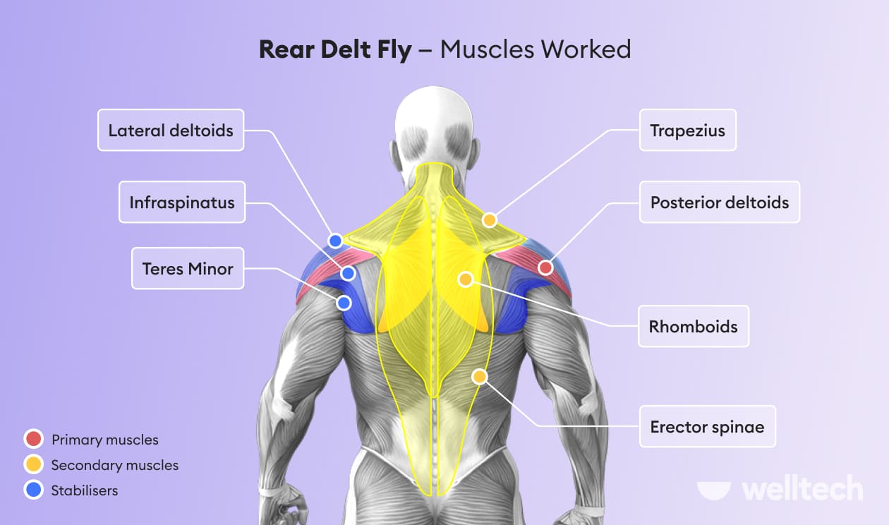 a male model with muscles worked during rear delt fly or reverse flys highlighted