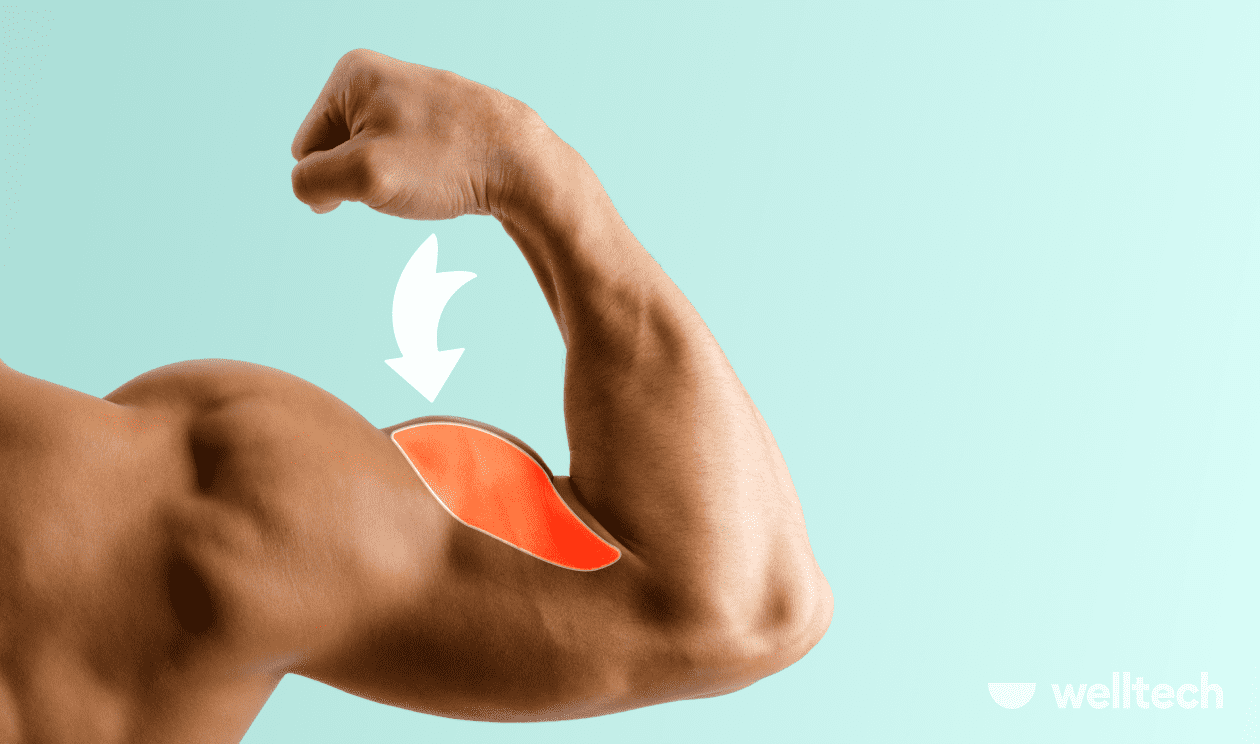 male arm with biceps long head highlighted in red, long head bicep exercises