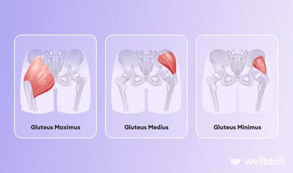 glutes anatomy, gluteus maximus, gluteus medius and gluteus minimus muscles, side glute exercises