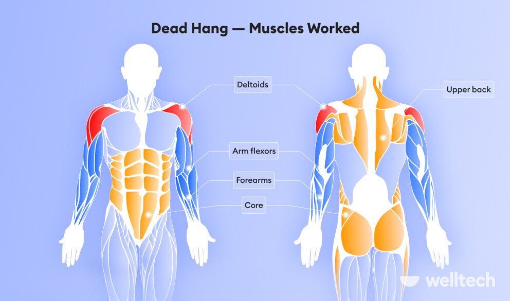 a male model with muscles worked during dead hang highlighted in sections - shoulders, arms, upper back, core