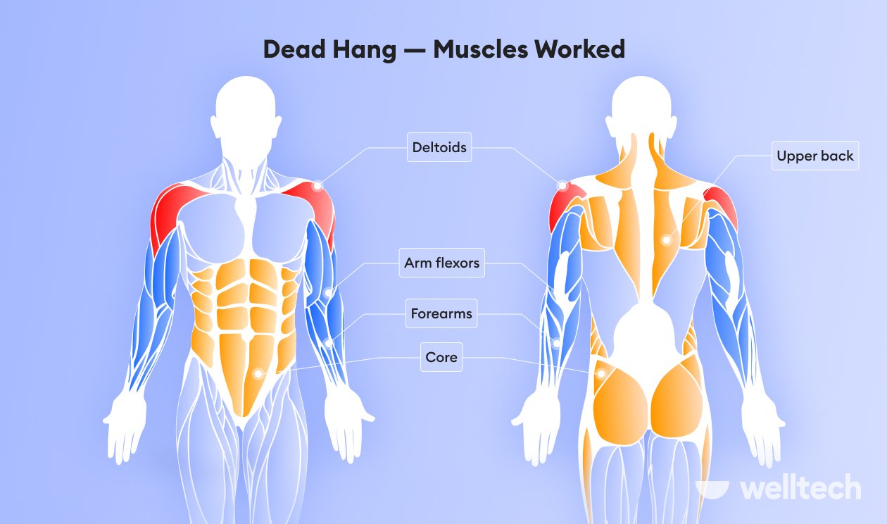 a male model with muscles worked during dead hang highlighted in sections - shoulders, arms, upper back, core