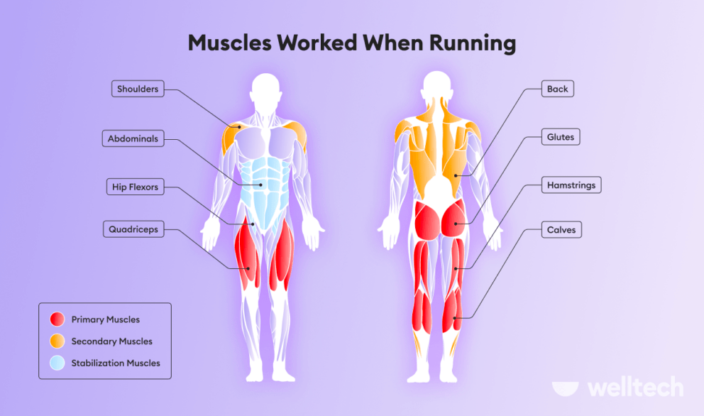 a male model with muscles worked when running highlighted, main, secondary and stabilization muscles, does running build leg muscle