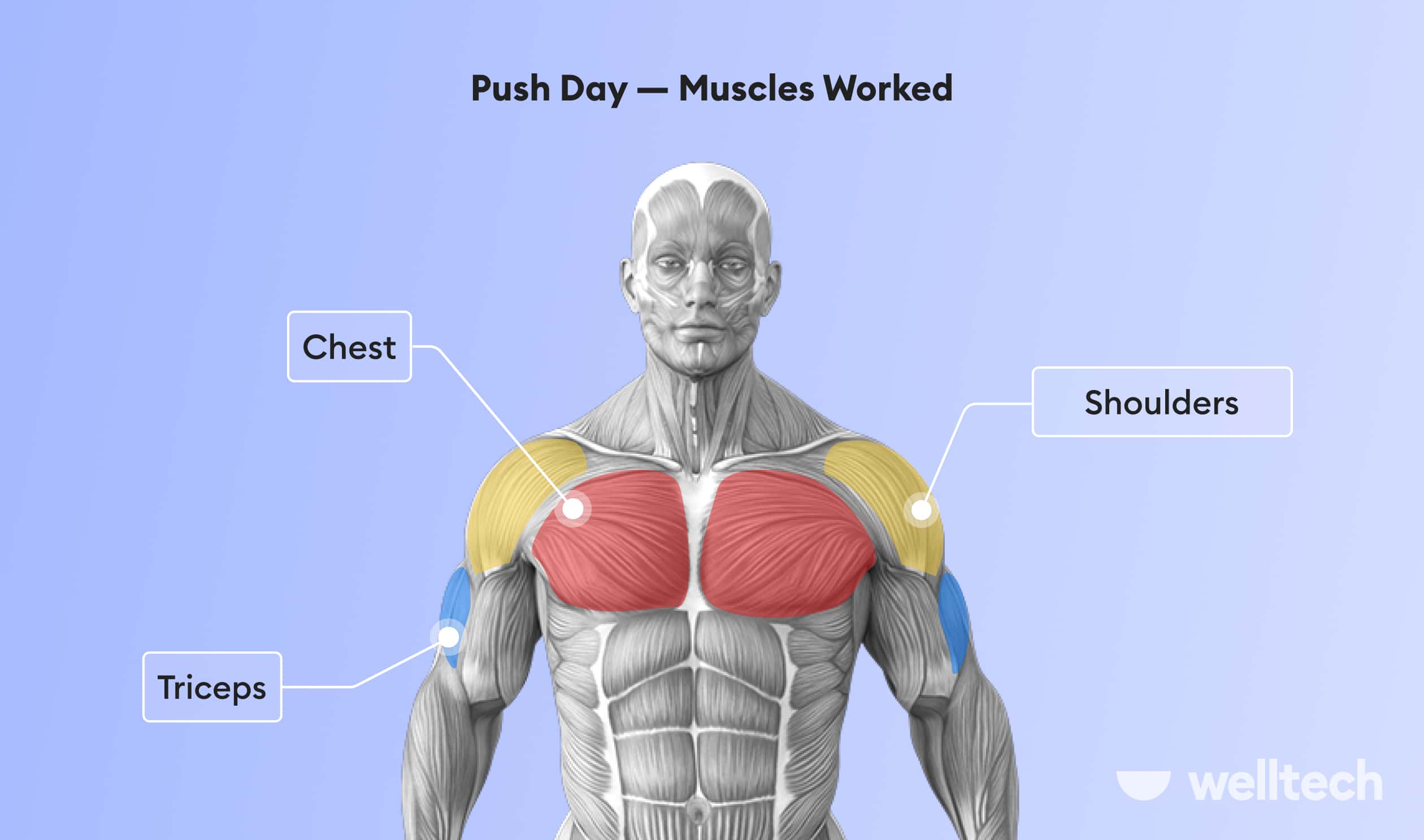 muscles worked during a push workout illustrated on a male model - chest, triceps, and shoulders
