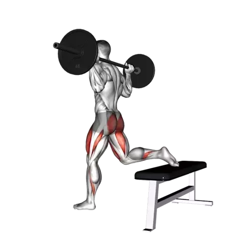 Illustration of a human figure performing a split squat with a barbell. The individual has one foot forward and the other extended back resting on a bench, with a barbell positioned across the upper back. The figure is in the lowered position of the exercise, with the front thigh parallel to the ground. The muscles in the thighs and glutes are highlighted in red, showing the primary muscles engaged in this lower body exercise