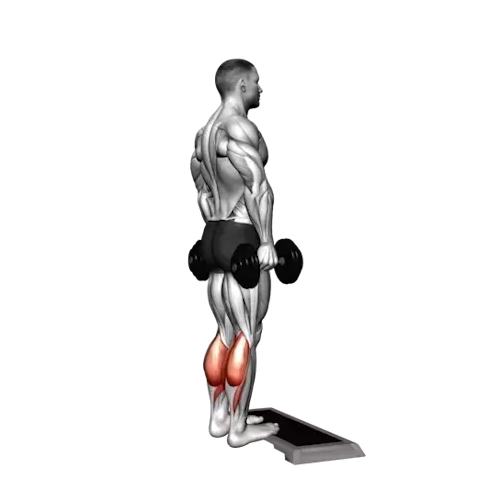 Illustration of a human figure performing a calf raise with dumbbells. The individual is standing upright on the balls of their feet on an elevated surface, holding a dumbbell in each hand at the sides. The muscles in the lower legs, particularly the gastrocnemius and soleus muscles of the calves, are highlighted in red to show the primary muscles engaged in this lower body exercise