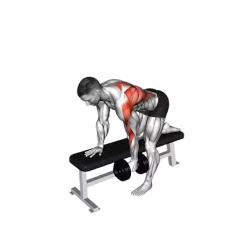 Illustration of a human figure performing a one-arm dumbbell row on a bench. The figure's right arm is extended downward holding a dumbbell, and the left knee and hand are supporting the body on the bench. Muscles engaged in the exercise are highlighted in red, indicating the primary muscles worked in the back