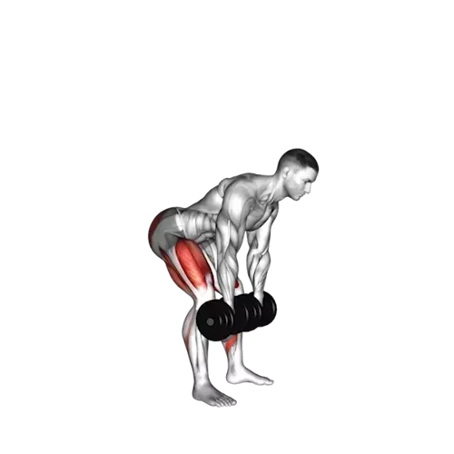 Illustration of a human figure performing a deadlift with a dumbbell. The individual is hinged at the hips with a slight bend in the knees, back straight, and lifting the dumbbell with both hands. The muscles in the lower back, glutes, and hamstrings are highlighted in red, emphasizing the primary muscles targeted in this compound lower body exercise.