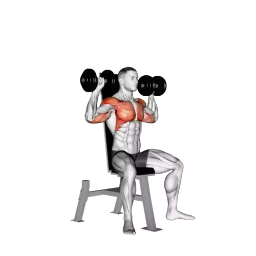 Illustration of a human figure seated on a bench performing an overhead dumbbell press. The individual is shown with both arms extended upwards, holding dumbbells above the head. The engaged muscles are highlighted in red, indicating the primary muscles worked in the shoulders and arms during the exercise