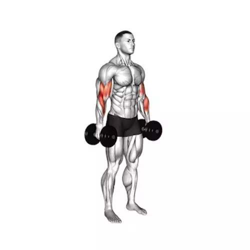 Illustration of a human figure standing upright, performing a bicep curl with dumbbells in each hand. The figure's arms are bent at the elbow, lifting the weights with the palms facing upwards. The muscles in the upper arms and forearms are highlighted in red, showing the primary muscles being engaged in this arm exercise